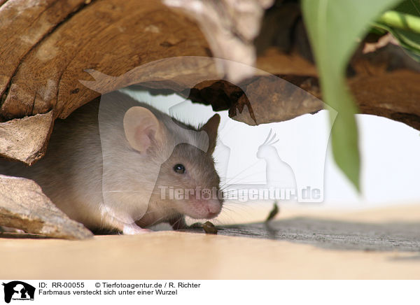 Farbmaus versteckt sich unter einer Wurzel / RR-00055