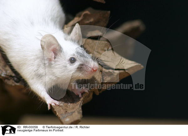 neugierige Farbmaus im Portrait / RR-00058