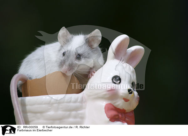 Farbmaus im Eierbecher / mouse / RR-00059