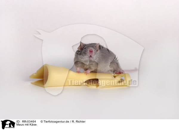Maus mit Kse / mouse with cheese / RR-03464