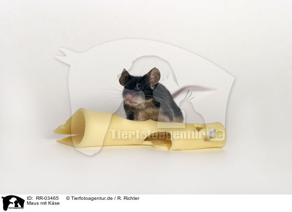 Maus mit Kse / mouse with cheese / RR-03465