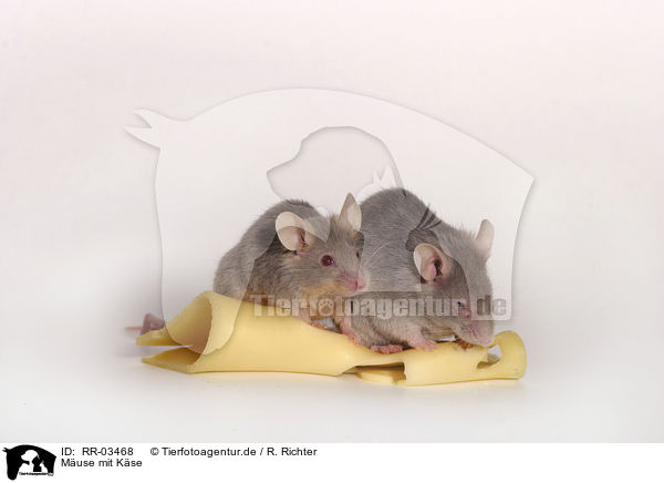 Muse mit Kse / mice with cheese / RR-03468