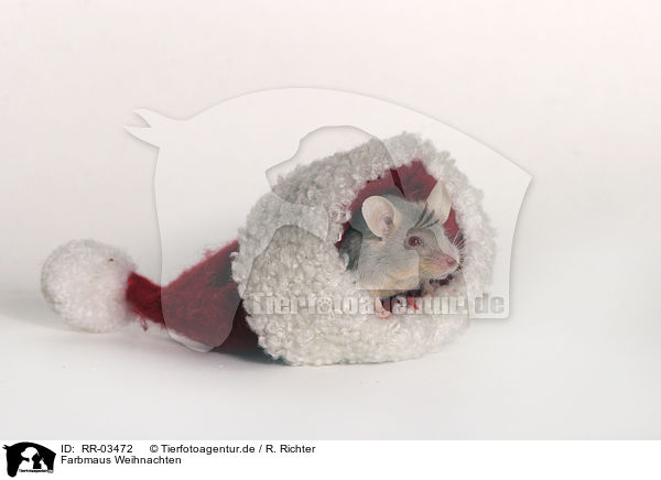 Farbmaus Weihnachten / mouse christmas / RR-03472