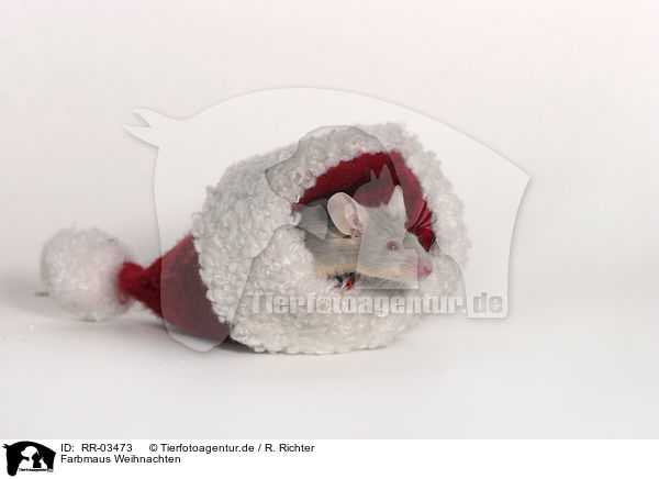 Farbmaus Weihnachten / mouse christmas / RR-03473