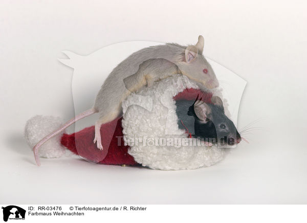 Farbmaus Weihnachten / mouse christmas / RR-03476