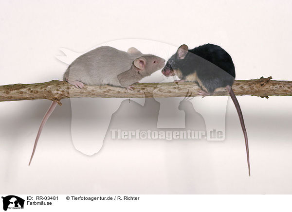 Farbmuse / mice / RR-03481