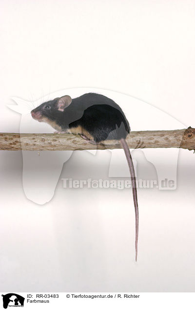 Farbmaus / mouse / RR-03483
