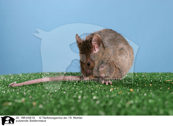 putzende Seidenmaus / cleaning mouse / RR-04819