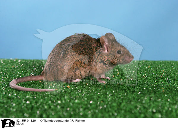 Maus / mouse / RR-04826