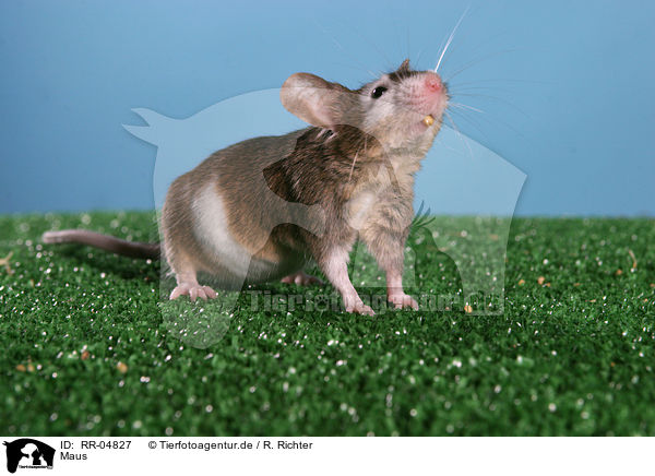 Maus / mouse / RR-04827