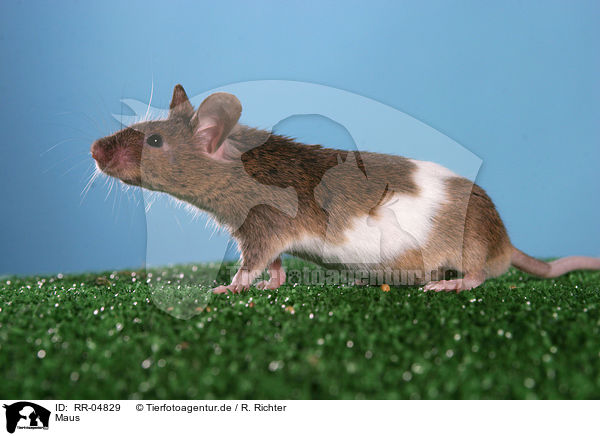Maus / RR-04829