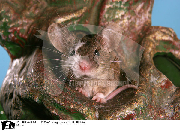 Maus / RR-04834