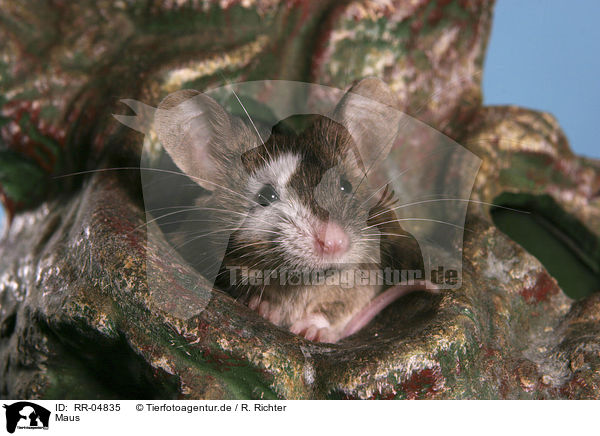 Maus / mouse / RR-04835