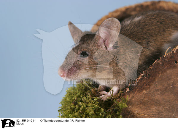 Maus / RR-04911