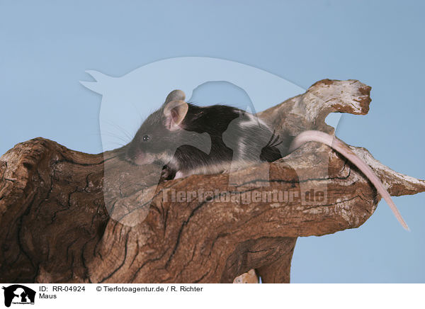 Maus / mouse / RR-04924