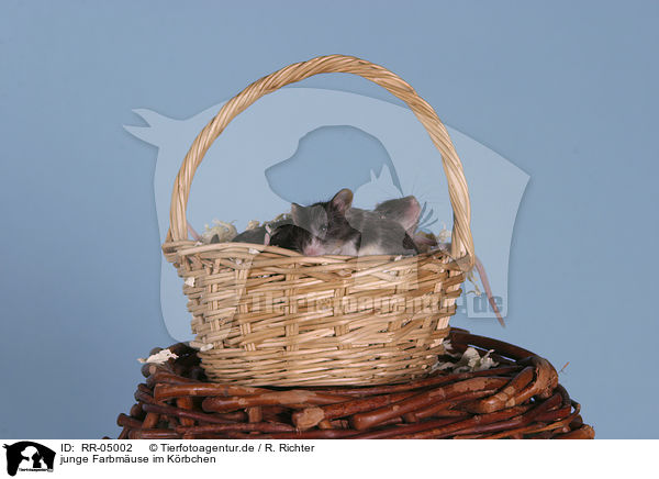 junge Farbmuse im Krbchen / young mouses in the basket / RR-05002