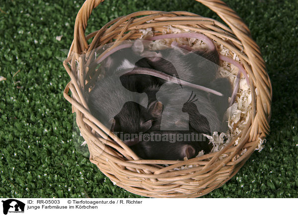 junge Farbmuse im Krbchen / young mouses in the basket / RR-05003