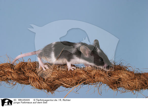 junge Farbmaus auf dem Seil / young mouse on the rope / RR-05005