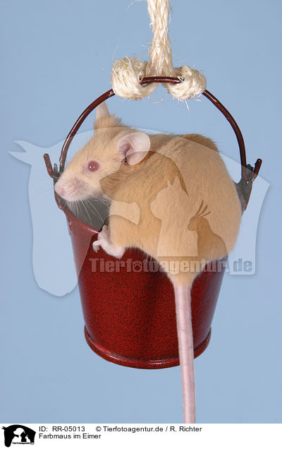 Farbmaus im Eimer / mouse in the bucket / RR-05013