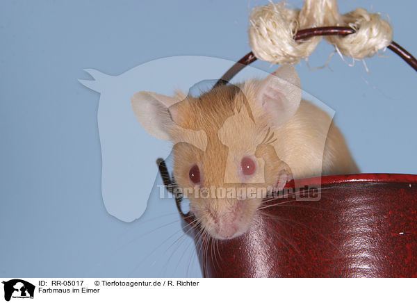 Farbmaus im Eimer / mouse in the bucket / RR-05017