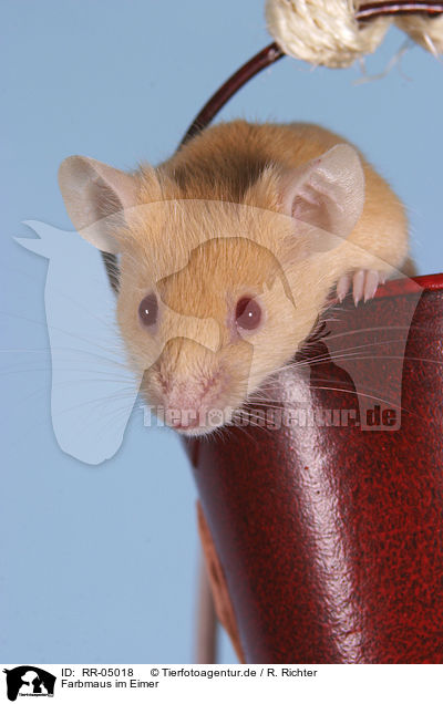 Farbmaus im Eimer / mouse in the bucket / RR-05018