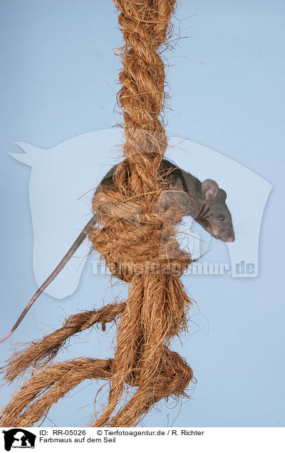 Farbmaus auf dem Seil / mouse on the rope / RR-05026