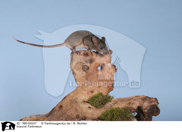 braune Farbmaus / brown mouse / RR-05047