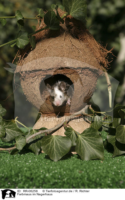 Farbmaus im Nagerhaus / mouse in the house / RR-06258