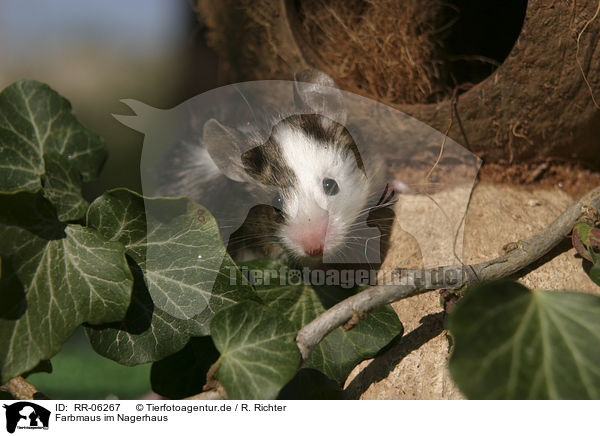 Farbmaus im Nagerhaus / mouse in the house / RR-06267