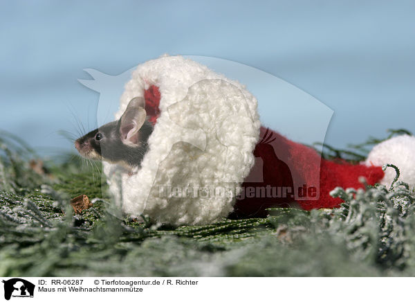 Maus mit Weihnachtsmannmtze / RR-06287