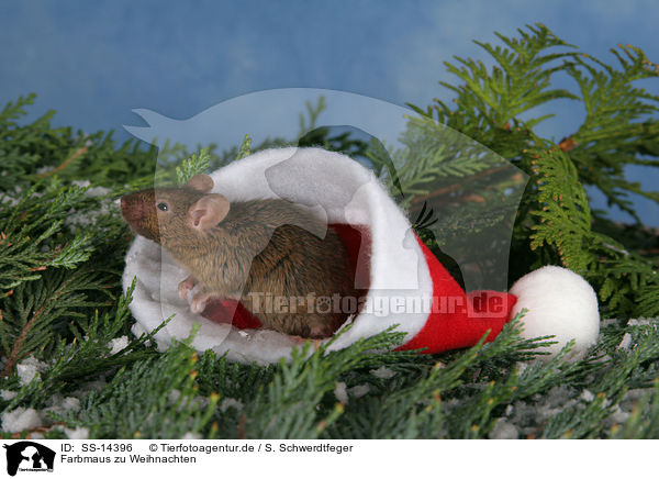 Farbmaus zu Weihnachten / mouse at christmas / SS-14396