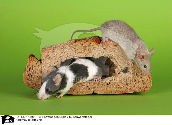 Farbmuse auf Brot / mice on bread / SS-14399