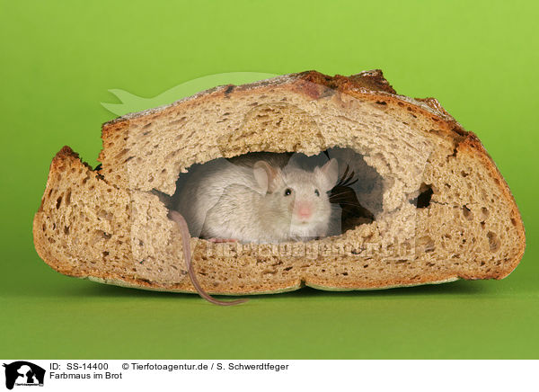 Farbmaus im Brot / mouse in bread / SS-14400