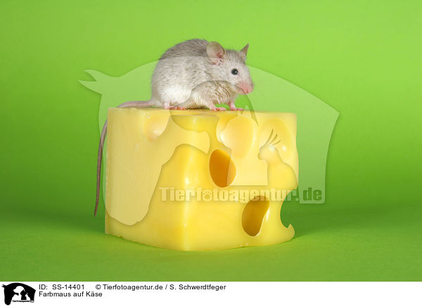 Farbmaus auf Kse / mouse with cheese / SS-14401