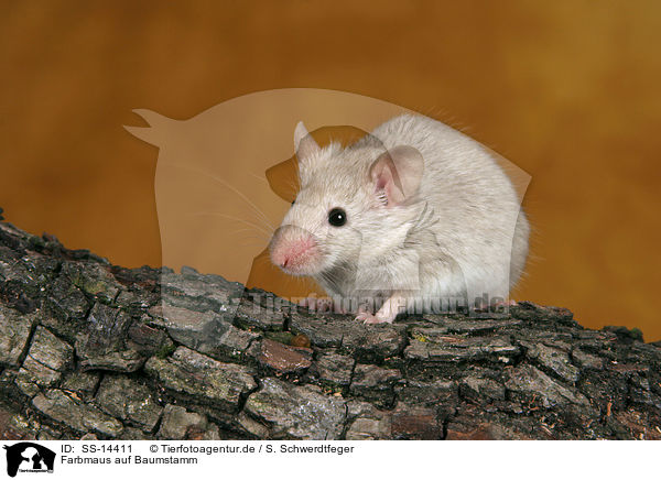 Farbmaus auf Baumstamm / mouse on trunk / SS-14411