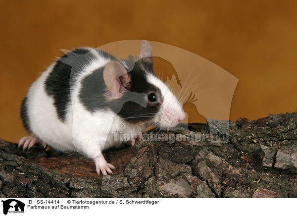 Farbmaus auf Baumstamm / mouse on trunk / SS-14414