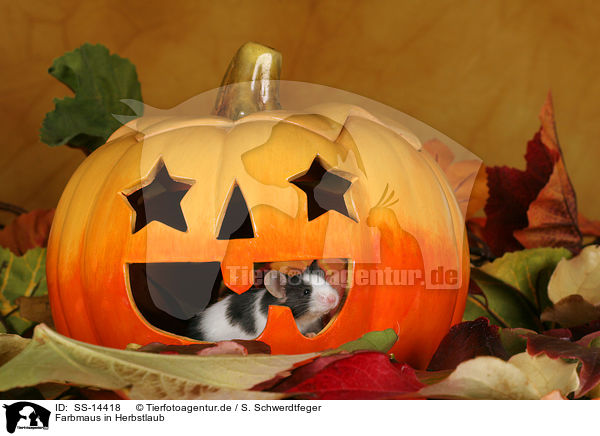 Farbmaus in Herbstlaub / mouse in autumn leaves / SS-14418