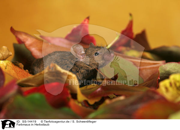 Farbmaus in Herbstlaub / SS-14419