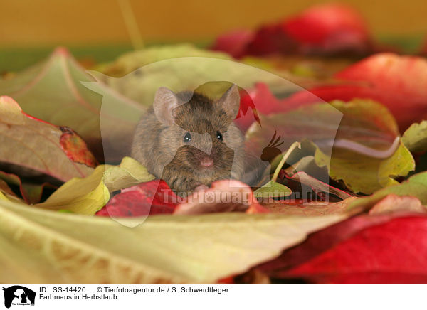Farbmaus in Herbstlaub / mouse in autumn leaves / SS-14420