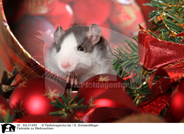 Farbratte zu Weihnachten / rat at christmas / SS-31450