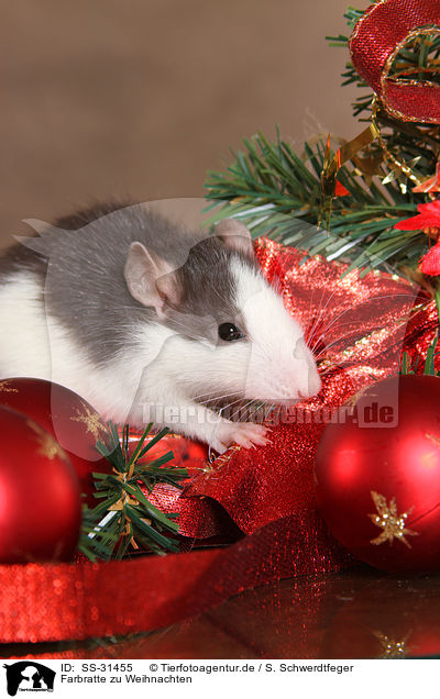 Farbratte zu Weihnachten / rat at christmas / SS-31455
