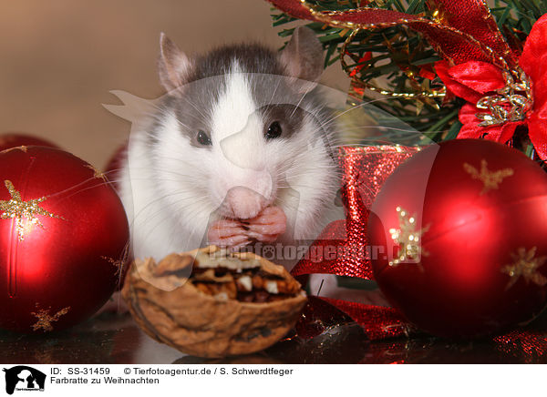 Farbratte zu Weihnachten / rat at christmas / SS-31459