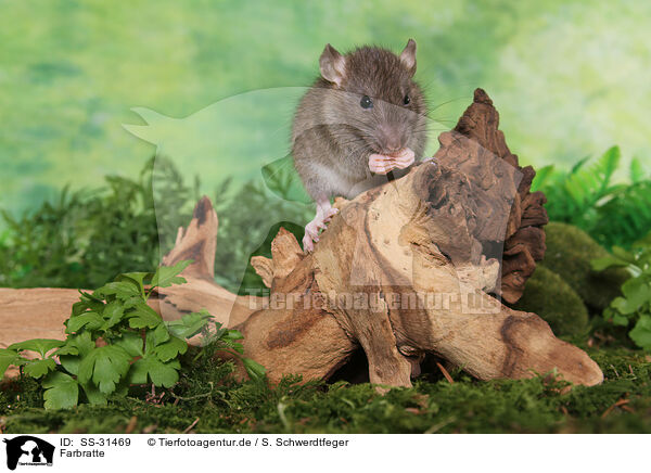 Farbratte / rat / SS-31469