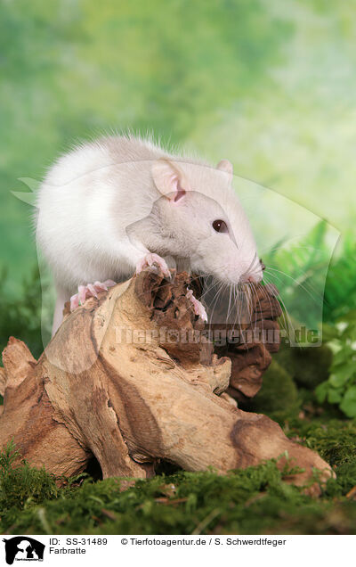 Farbratte / rat / SS-31489