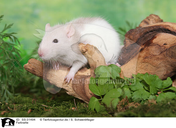 Farbratte / rat / SS-31494