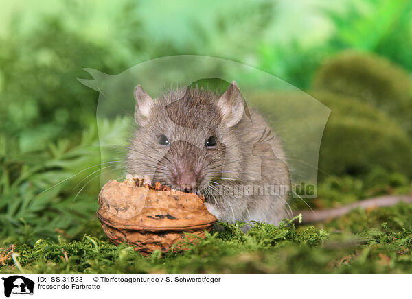 fressende Farbratte / eating rat / SS-31523