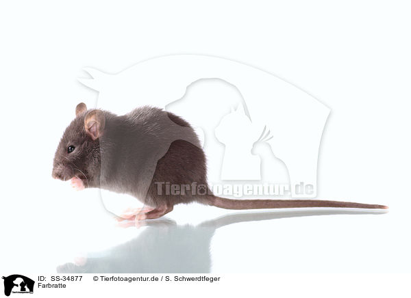 Farbratte / rat / SS-34877