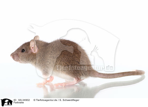 Farbratte / rat / SS-34902