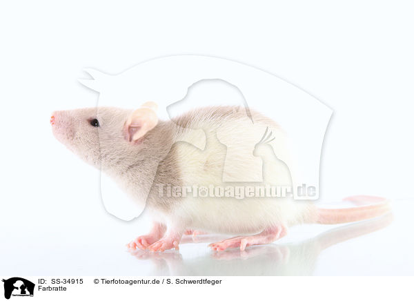 Farbratte / rat / SS-34915
