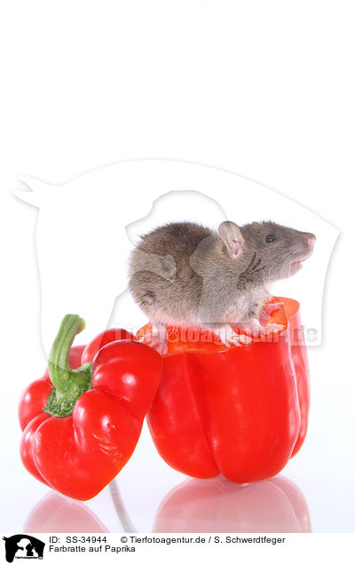 Farbratte auf Paprika / SS-34944